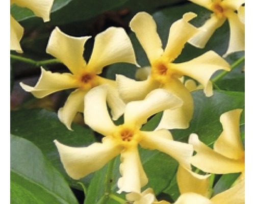 FLORASELF® Sterjasmijn trachelosperum 'jasminoides star of toscane' potmaat Ø16 cm