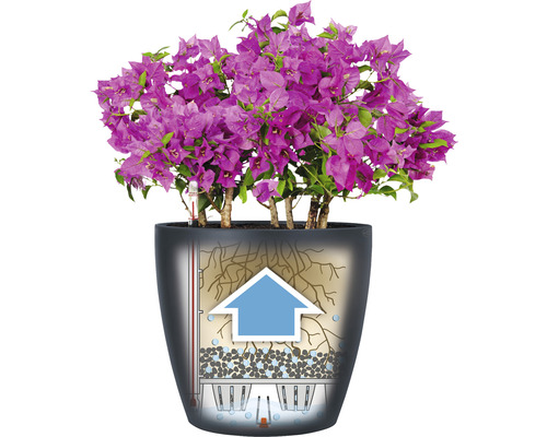 Bloeiende bougainvillea in plantenbak met irrigatiesysteem.
