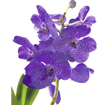 FLORASELF Orchidee Vanda In Conische Vaas Xl potmaat Ø 17 cm H 70 cm