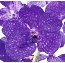 FLORASELF Orchidee Vanda In Conische Vaas Xl potmaat Ø 17 cm H 70 cm