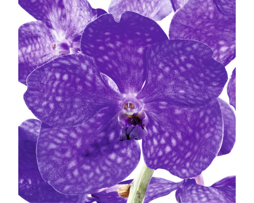 Close-up van een enkele Vanda orchidee