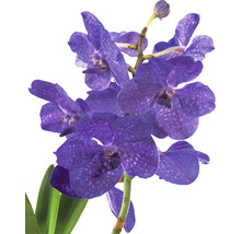 Blauwe orchidee met groene bladeren