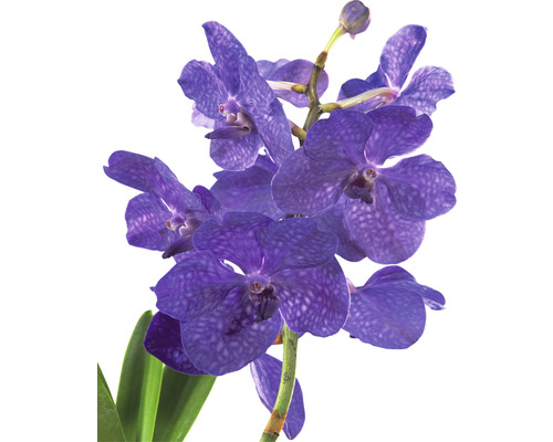 Blauwe orchidee met groene bladeren