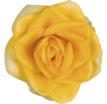 Gele rozenbloem