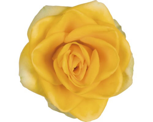 Gele rozenbloem