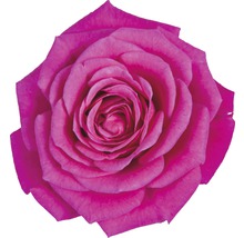 FLORASELF Roos regina d.roze Ø13 cm H30-40 cm