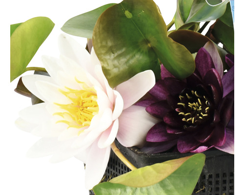 Close-up van waterlelies met witte en paarse bloemen in een pot