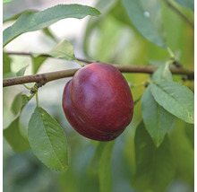 Nectarine aan de boom