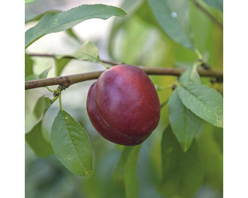FLORASELF® Nectarine Prunus persica nucipersica potmaat Ø19 cm