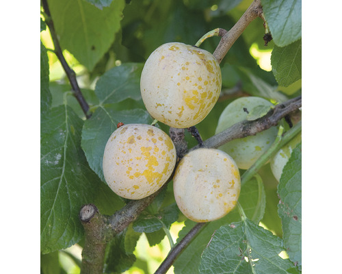 FLORASELF® Pruimenboom Prunus domestica 'Golden Crimson' potmaat Ø24 cm
