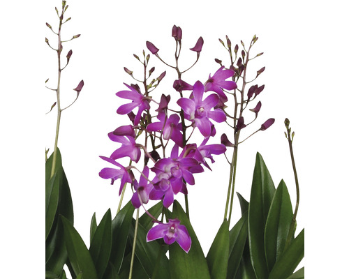 Dendrobium Nobile orchidee met paarse bloemen en groene bladeren.