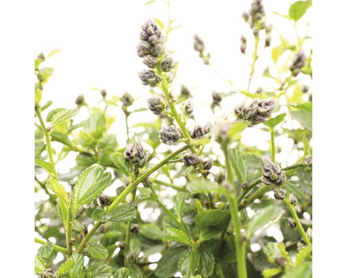 Close-up van een Deutzia plant met bloemknoppen en groene bladeren.