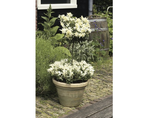 Op de voorgrond staat een pot met een bonte ligusterboom, geplaatst op een stenen pad. Op de achtergrond bevinden zich een houten muur en een half vat.