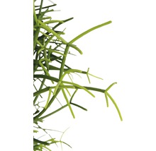 FLORASELF Koraalcactus Rhipsalis heteroclada potmaat Ø 18,0 cm H 10-20 cm