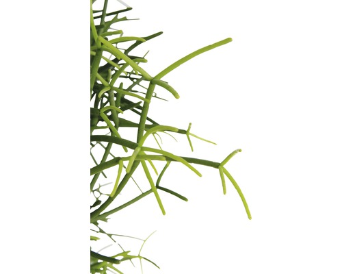Detailopname van een Rhipsalis kamerplant