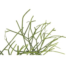 FLORASELF Koraalcactus Rhipsalis heteroclada potmaat Ø 18,0 cm H 10-20 cm