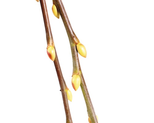 Detailopname van twee takken met knoppen