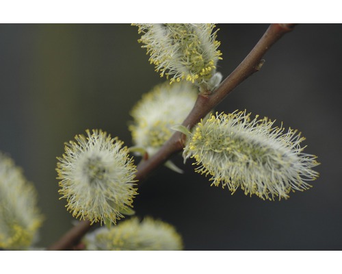Close-up van bloeiende katjeswilgentakken