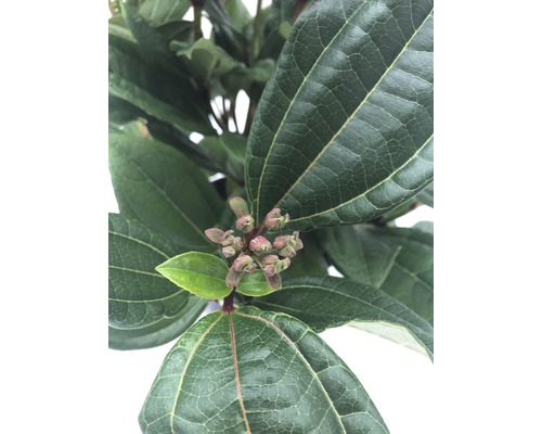 Close-up van het bladerdak en bloemknoppen van een plant