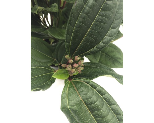 Close-up van bladeren en bloemknoppen van een klimplant