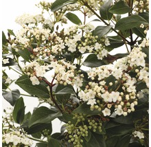 Groenblijvende sneeuwbal met witte bloemen en groene bladeren.