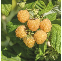 Gouden frambozen aan de plant