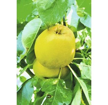 Gele appel aan de boom met bladeren
