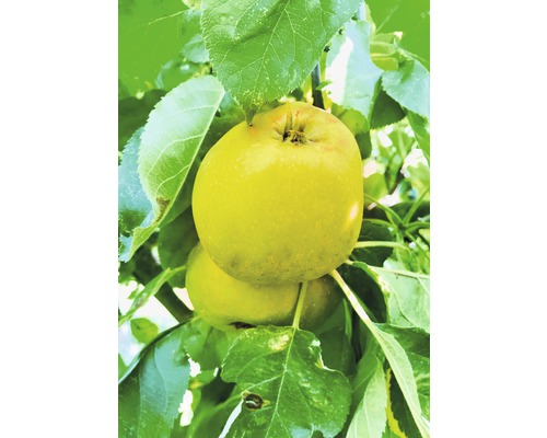 FLORASELF® Appelboom Malus domestica Starline ® 'Garden Fontain'