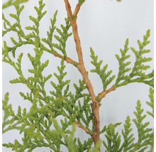FLORASELF® Westerse Levensboom Thuja Occidentalis 'Brabant' potmaat Ø 19 cm-thumb-1