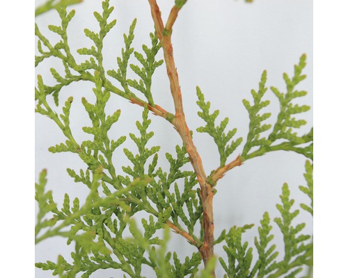 Tak van een Thuja plant.