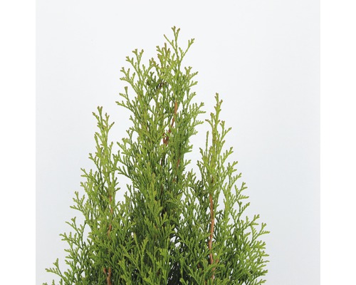 Op de afbeelding is een levensboom te zien.