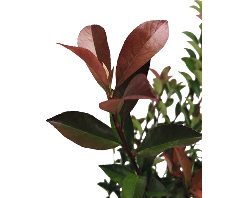 FLORASELF Glansmispel Photinia fraseri 'Robusta Compacta' potmaat Ø 21.0 cm H 50-70 cm