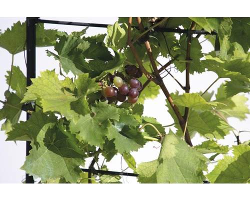 Druiven aan een wijnstok met bladeren op een klimrek