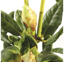 Close-up van een Rhododendronbloem met groene bladeren