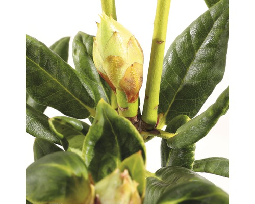 Close-up van een Rhododendronbloem met groene bladeren