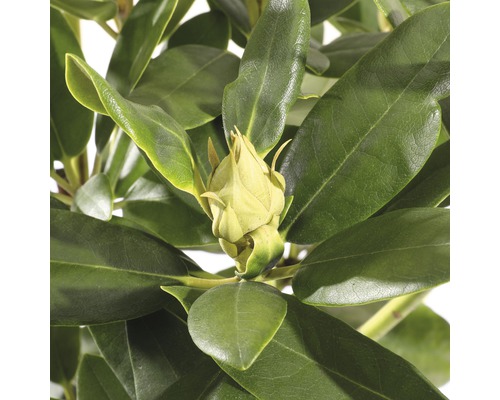 Close-up van een rododendronbloem met groene bladeren