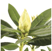 Close-up van een rhododendronbloem voor de bloei