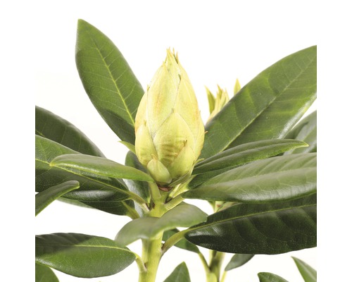 Close-up van een rhododendronbloem voor de bloei