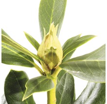 FLORASELF® Rhododendron 'Cunninghams White' Ø21 cm wit
