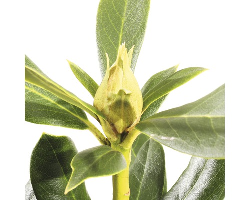 Close-up van een rododendronbloemknop met bladeren