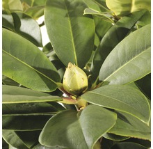 Close-up van een rhododendronbloem tussen bladeren