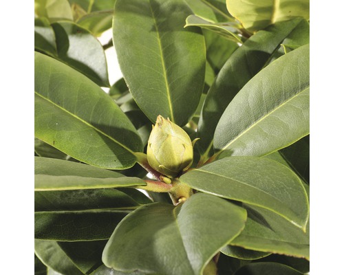 Close-up van een rhododendronbloem tussen bladeren