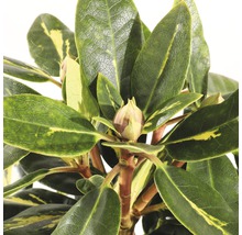 FLORASELF® Rhododendron 'Goldflimmer' Ø21 cm lila