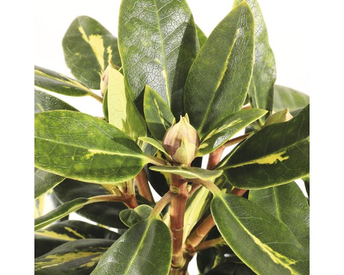 Close-up van een rododendronplant met groene bladeren en bloemknoppen