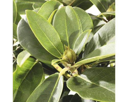 Close-up van een rododendron met bladeren en een bloemknop