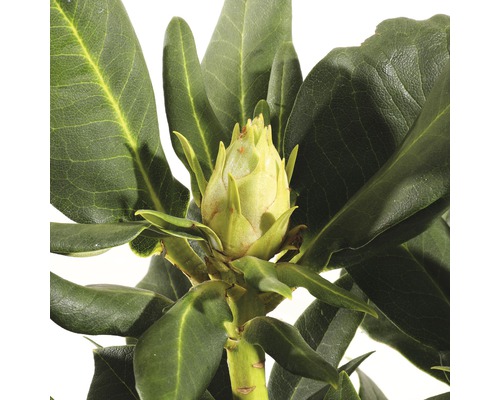 Rhododendronplant met bloemknop en bladeren