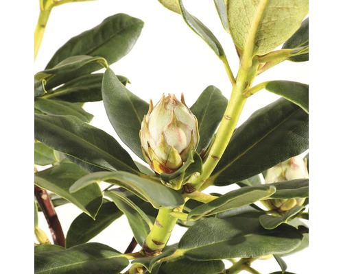 Close-up van een Rhododendron bloemknop voor het openen met groene bladeren