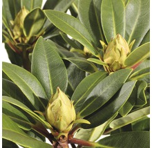 FLORASELF® Rhododendron 'Kokardia' Ø21 cm roze