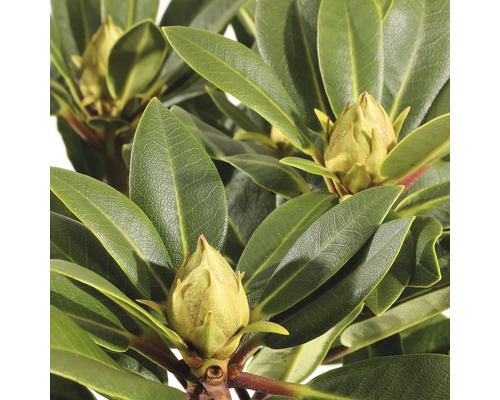Close-up van een rododendronplant met bloemknoppen en bladeren