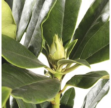 Close-up van een rododendronplant met bladeren en bloemknop